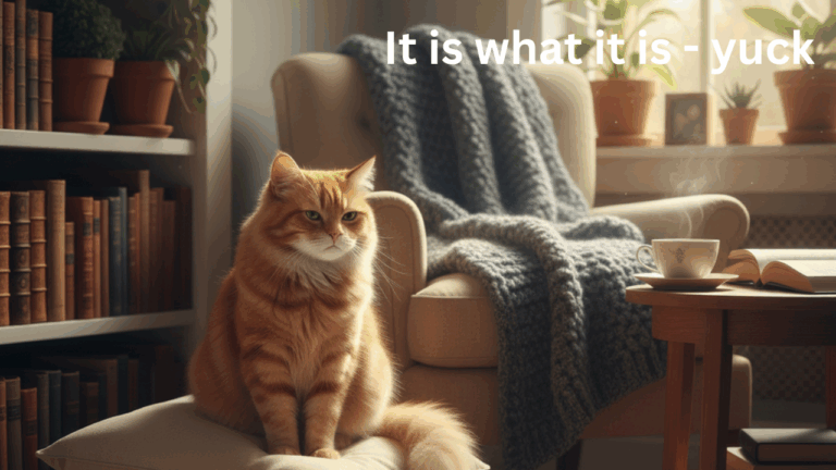 big ginger cat in a cosy reading nook looking unimpressed illustrating reflection on the “it is what it is” meaning.